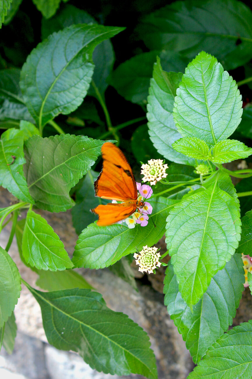 Butterflies live