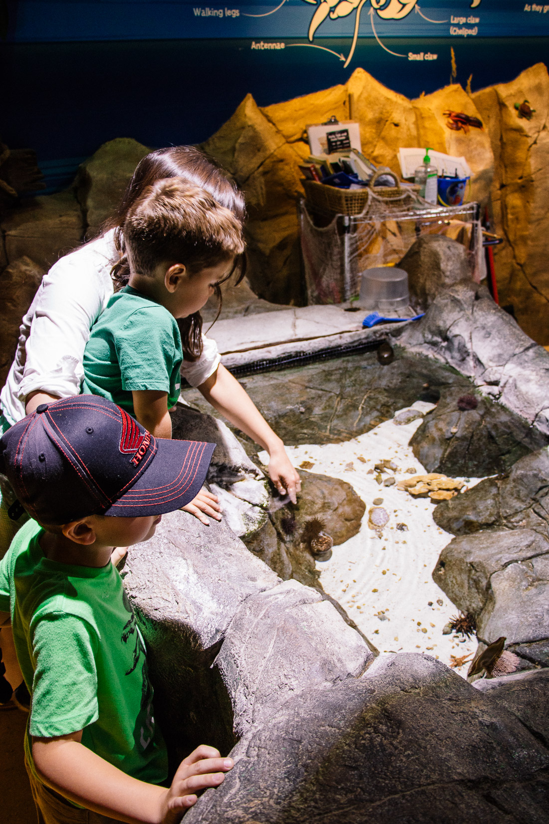 aquarium at concord mills 